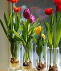 Hình ảnh: Nhận đổ sỉ/lẻ củ tulip Hà Lan, Hoa tulip Hà Lan tết 2016 chỉ 6k/củ