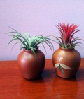 Hình ảnh: Vò gốm mini và cây không khí Kim Yến