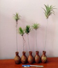 Hình ảnh: Bình gốm mini & cây không khí Kim yến