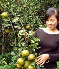 Hình ảnh: Cam sành hà giang