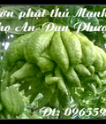 Hình ảnh: Bán buôn . Bán lẻ quả Phật thủ. Cây Phật thủ bonsai