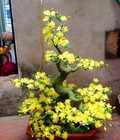 Hình ảnh: Đào, mai pha lê bonsai