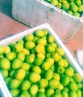 Hình ảnh: Táo xuân Lục Ngạn Bắc Giang