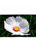 Hình ảnh: Giá cực sốc khi mua Tivi Sony KD 65X9000C 65 inch tại điện máy Thành Đô