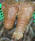 Hình ảnh: Cung cấp tôm mũ ni sống số lượng lớn
