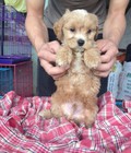 Hình ảnh: bán chó poodle lai nhật giá 1,5 triệu