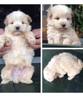 Hình ảnh: bán chó:phốc sóc lai, poodle lai, lạp xưởng lai