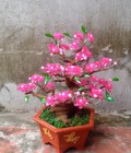 Hình ảnh: Đào bonsai pha lê