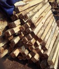 Hình ảnh: Cục kê gỗ keo, gỗ thông
