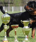 Hình ảnh: Rã Bầy Rottweiler dòng dõi quý tộc
