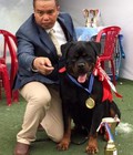 Hình ảnh: Rã Bầy Rottweiler dòng dõi quý tộc 2 tháng tuổi