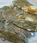 Hình ảnh: Cung cấp ghẹ nhàn xanh