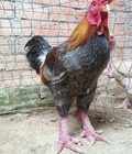 Hình ảnh: Gà Đông Tảo