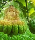 Hình ảnh: Phật thủ đẹp bán buôn bán lẻ