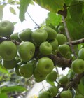 Hình ảnh: Bán quả sung số lượng lớn