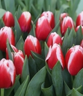Hình ảnh: Bán buôn, bán lẻ hoa TUYLIP TẾT 2016