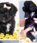 Hình ảnh: Chó poodle tiny đực mầu đen 4 chân trắng ức trắng