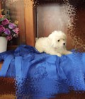 Hình ảnh: Cần bán 1 con toy poodle màu trắng đực   dễ thương