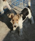 Hình ảnh: bán chó fox terrier dòng chó trong film hoạt