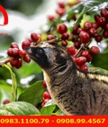 Hình ảnh: Cà phê chồn nuôi trang trại loại 1 thượng hạng khẳng định đẳng cấp của bạn