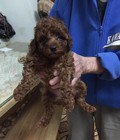 Hình ảnh: Tiny Poodle