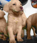 Hình ảnh: Bán  đàn Labrador Retriever -Thuần chủng
