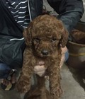 Hình ảnh: Tiny Poodle