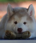 Hình ảnh: Rã đàn Alaska Malamute con 2th tuổi màu đen/trắng và nâu/đỏ. liên hệ xem ở trại chó việt nam tại => BANCHOCANH.VN