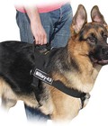 Hình ảnh: Dây dắt Yếm Police Dog – Dành cho chó cỡ trung bình từ 10-20