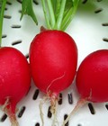 Hình ảnh: Hạt giống củ cải mini đỏ