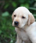Hình ảnh: bán chó Labrado thuần chủng