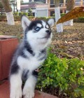 Hình ảnh: Husky Alaska thuần chủng hơn 2 tháng, mắt xanh ngọc