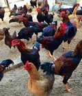 Hình ảnh: Bán gà lai chọi