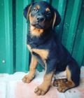 Hình ảnh: Rottweiler - TL1603-ROTT01