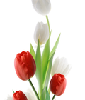 Hình ảnh: Tranh gạch men hoa tulip đẹp