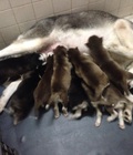 Hình ảnh: Bán đàn chó husky 8 con tại tây kết hà nội bố mẹ đầy đủ