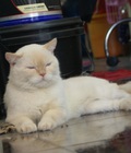 Hình ảnh: mèo anh lông ngắn hymalaya