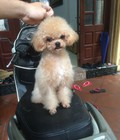 Hình ảnh: Teacup poodle