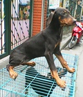 Hình ảnh: Chó con doberman