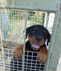 Hình ảnh: Bán rottweiler thuần chủng