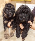 Hình ảnh: Chó Toy Poodle đẹp quận 4