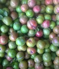 Hình ảnh: Mận hậu,mận tam hoa,dứa Điện Biên,Đào Sơn la