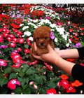 Hình ảnh: Bán đàn cún Poodle nâu đỏ xinh như gấu bông