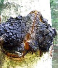 Hình ảnh: Nấm Chaga xách tay Nga 100%