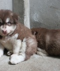 Hình ảnh: chó con Alaska đực màu nâu đỏ, nhà nuôi tự đẻ