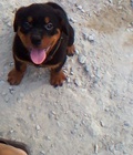 Hình ảnh: Bán rottweiler con