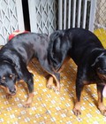 Hình ảnh: Bán rottweiler giống