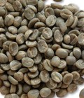 Hình ảnh: Bán gấp 1 tấn café Catimor Cầu Đất, Đà Lạt