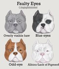 Hình ảnh: Dịch vụ cắt tai cho chó Pitbull, bully,boxer