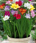 Hình ảnh: Củ giống Lan Nam Phi Freesia vừa thơm vừa dễ trồng